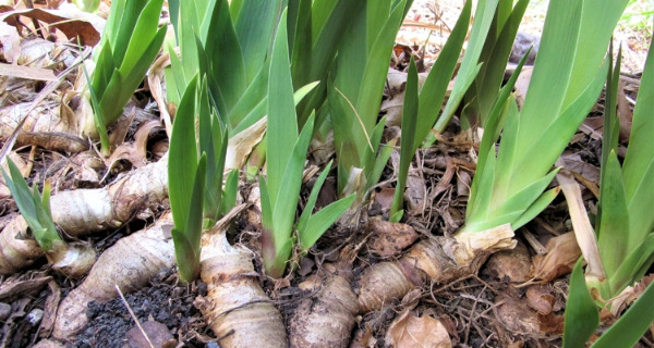 iris rhizomes