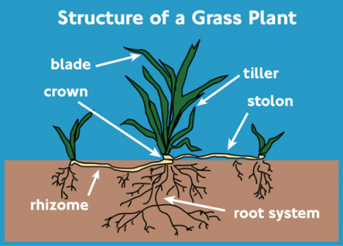 grass rhizome